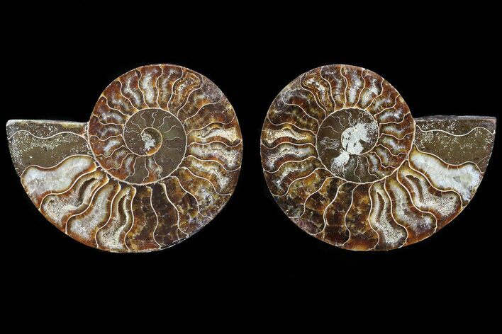 Cut & Polished Ammonite Fossil - Agatized #82324